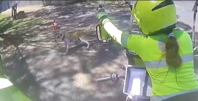 Carteros australianos se equipan con aerosol especial tras auge de ataques de perros