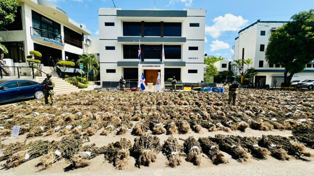 DNCD asesta nuevo golpe en Ocoa: incauta más de 15,000 plantas de marihuana en gran siembra