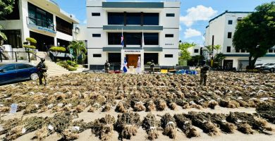 DNCD asesta nuevo golpe en Ocoa: incauta más de 15,000 plantas de marihuana en gran siembra