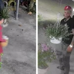 Pareja es captada robando plantas de cafetería de San Francisco de Macorís