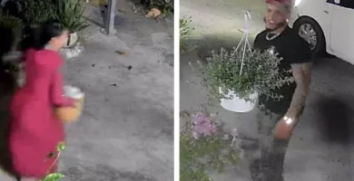 Pareja es captada robando plantas de cafetería de San Francisco de Macorís