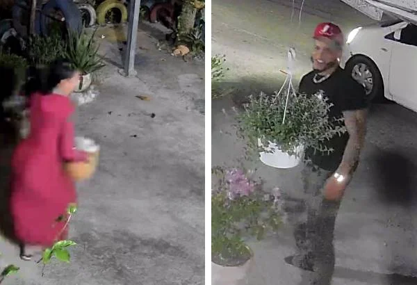 Pareja es captada robando plantas de cafetería de San Francisco de Macorís