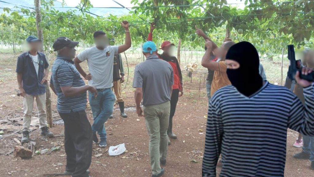 Agricultores denuncian ola de atraco en predios agrícolas en Los Negros de Azua