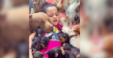 Ternura viral: niña de 5 años duerme animales con canciones de cuna