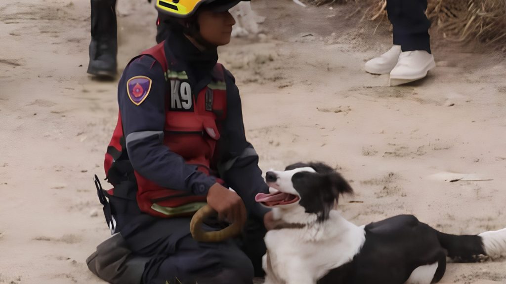 Sobrevivió al maltrato y hoy es perro rescatista tras terremotos en Venezuela