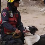 Sobrevivió al maltrato y hoy es perro rescatista tras terremotos en Venezuela