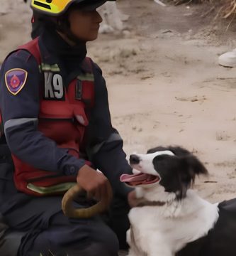 Sobrevivió al maltrato y hoy es perro rescatista tras terremotos en Venezuela
