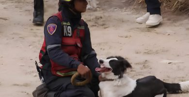 Sobrevivió al maltrato y hoy es perro rescatista tras terremotos en Venezuela