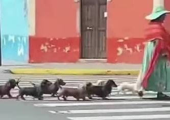 “¡La patrulla salchicha!” perritos se vuelven virales por paseo perfectamente coordinado junto a su dueña