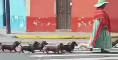 “¡La patrulla salchicha!” perritos se vuelven virales por paseo perfectamente coordinado junto a su dueña