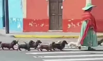 “¡La patrulla salchicha!” perritos se vuelven virales por paseo perfectamente coordinado junto a su dueña