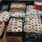 Un detenido y 421 plantas de presunta marihuana ocupadas en operativo antidrogas en La Cuaba,SDO