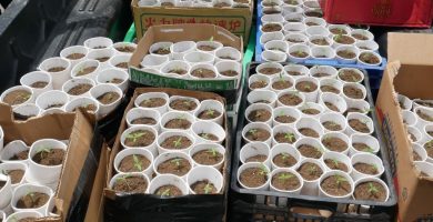 Un detenido y 421 plantas de presunta marihuana ocupadas en operativo antidrogas en La Cuaba,SDO