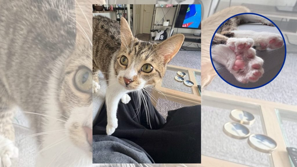 ¡Increíble! Gato con 28 dedos iguala el récord Guinness del felino con más garras