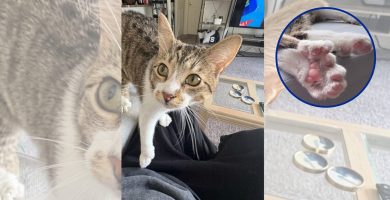 ¡Increíble! Gato con 28 dedos iguala el récord Guinness del felino con más garras