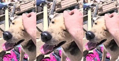 Lealtad en medio del desastre: perro regresa y guía hallazgo de su familia