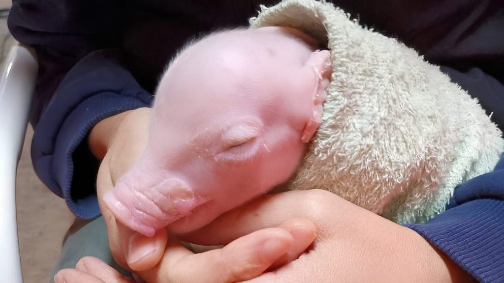 Nace primer cerdo modificado genéticamente en Argentina para trasplantes de órganos humanos