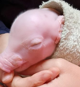 Nace primer cerdo modificado genéticamente en Argentina para trasplantes de órganos humanos