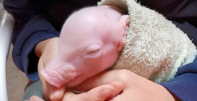 Nace primer cerdo modificado genéticamente en Argentina para trasplantes de órganos humanos