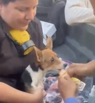 Rescatan a Mailo, el perro que sobrevivió 11 días bajo un edificio colapsado en Venezuela