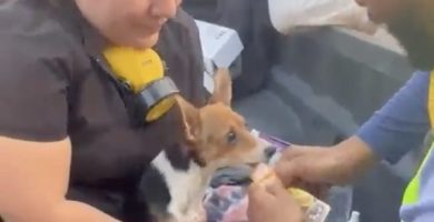 Rescatan a Mailo, el perro que sobrevivió 11 días bajo un edificio colapsado en Venezuela