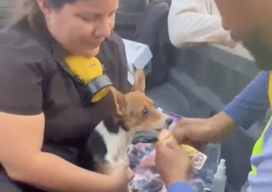 Rescatan a Mailo, el perro que sobrevivió 11 días bajo un edificio colapsado en Venezuela