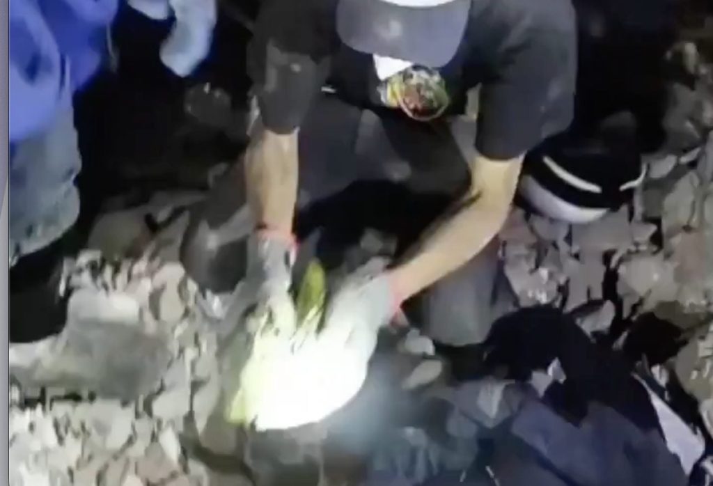 Muere “Panchito”, el loro rescatado tras los terremotos en La Guaira
