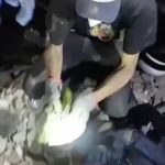 Muere “Panchito”, el loro rescatado tras los terremotos en La Guaira