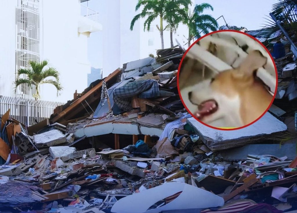 Nunca lo abandonó: Perro lamía a su dueño cuando se desmayaba bajo escombros