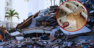 Nunca lo abandonó: Perro lamía a su dueño cuando se desmayaba bajo escombros