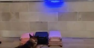 Policía de Ecuador incauta cocaína oculta en maletas con destino a RD