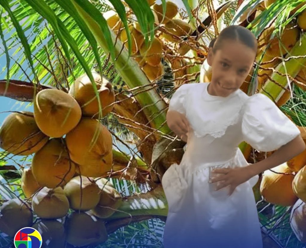 Muere niña de 11 años tras caerle encima una mata de coco en Nagua