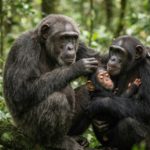 ¡A celebrar a los parientes más cercanos a los humanos! Día Mundial de los Chimpancés