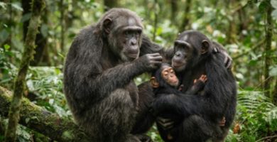 ¡A celebrar a los parientes más cercanos a los humanos! Día Mundial de los Chimpancés