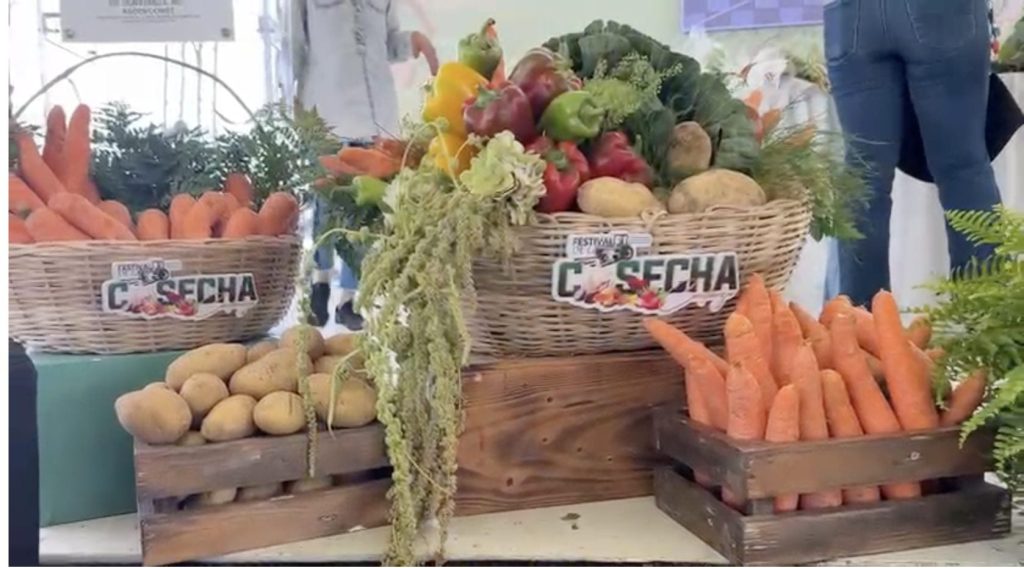Inicia en Constanza el Festival de la Cosecha, la gran fiesta de la agricultura dominicana