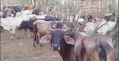 Ganaderos de Dajabón retienen reses haitianas tras robo de 24 animales y reclaman mayor seguridad en la frontera