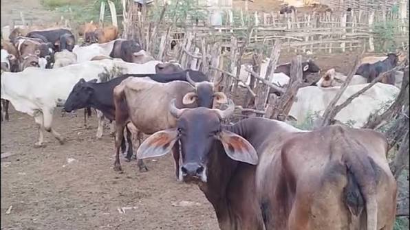 Ganaderos de Dajabón retienen reses haitianas tras robo de 24 animales y reclaman mayor seguridad en la frontera