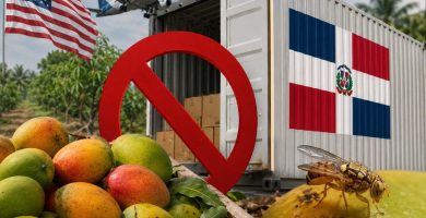 EEUU suspende importación de mangos desde República Dominicana por exceso de bacteria de la mosca