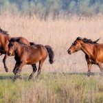 ¿Por qué los caballos no pueden eructar ni vomitar? Una característica que puede ponerlos en riesgo