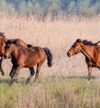 ¿Por qué los caballos no pueden eructar ni vomitar? Una característica que puede ponerlos en riesgo