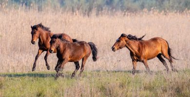 ¿Por qué los caballos no pueden eructar ni vomitar? Una característica que puede ponerlos en riesgo
