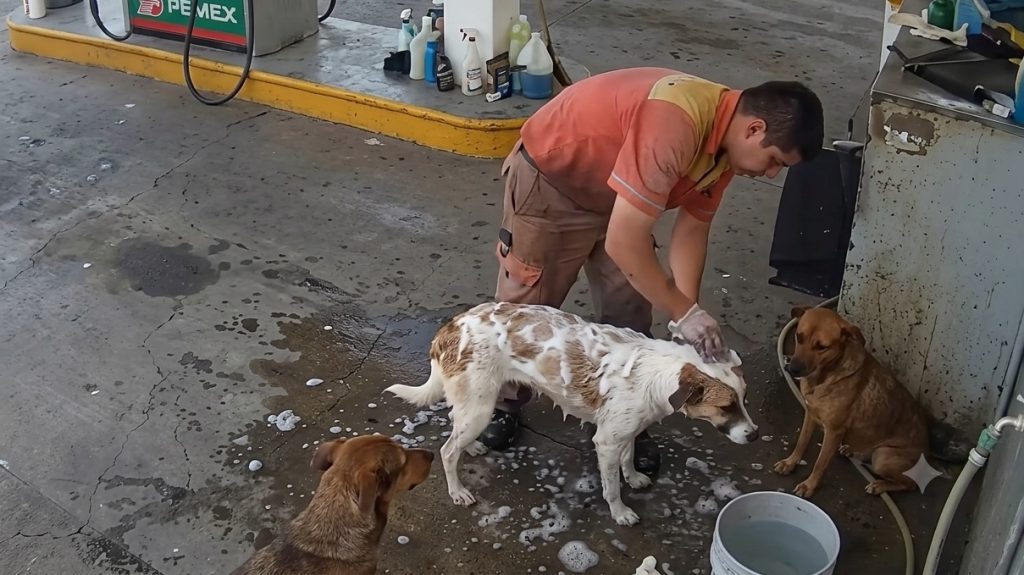 Joven que cuidaba perritos callejeros