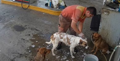 Joven que cuidaba perritos callejeros