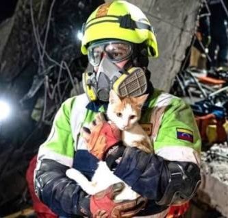 ¡Nunca se rindió! El milagro de Luly, la gatita que sobrevivió 23 días bajo los escombros tras terremotos en Venezuela