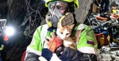 ¡Nunca se rindió! El milagro de Luly, la gatita que sobrevivió 23 días bajo los escombros tras terremotos en Venezuela