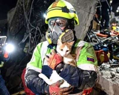 ¡Nunca se rindió! El milagro de Luly, la gatita que sobrevivió 23 días bajo los escombros tras terremotos en Venezuela