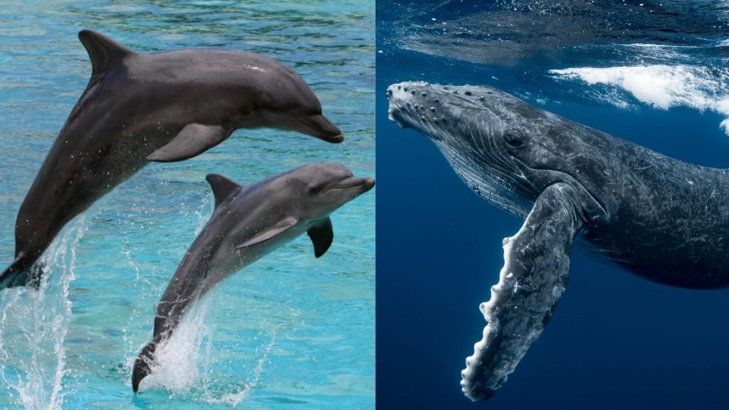 Día Mundial de las Ballenas y los Delfines