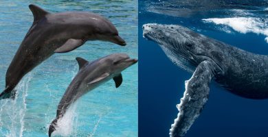 Día Mundial de las Ballenas y los Delfines