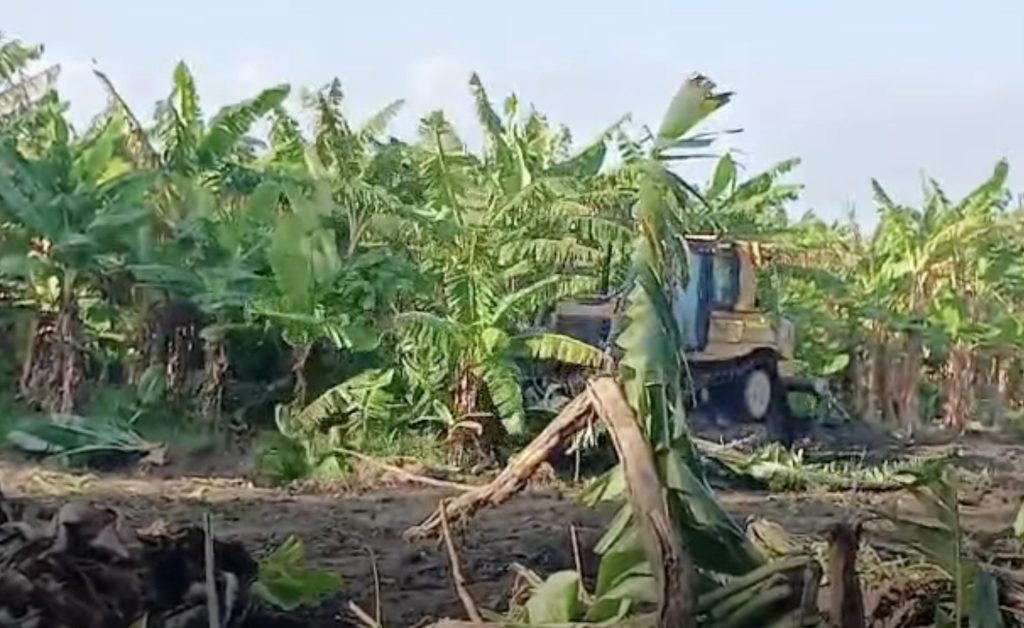 Productores de El Jobo denuncian desalojo y destrucción de cultivos en Bahoruco