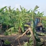 Productores de El Jobo denuncian desalojo y destrucción de cultivos en Bahoruco